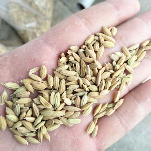 鄱阳县籼稻谷  早稻 大量出售19年新粮，补库粮