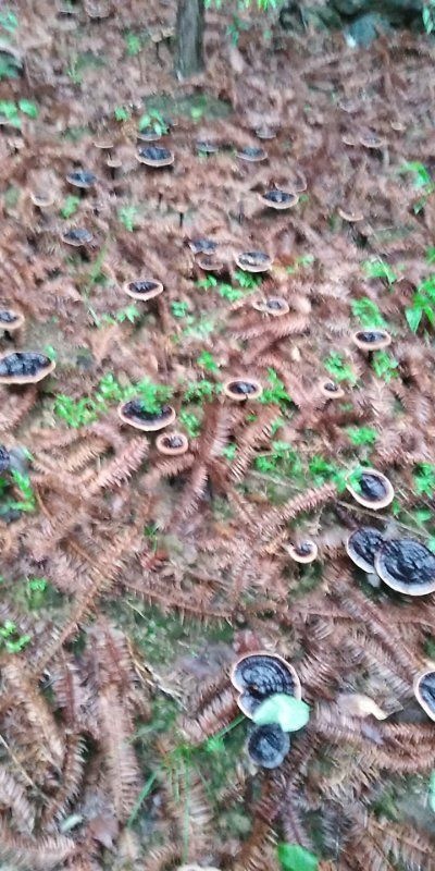 灵川县木灵芝 人工种植 树木发酵而得
