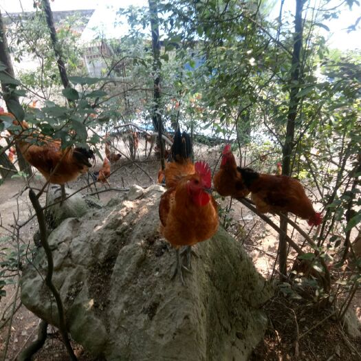 道真县 树林下散养土鸡。