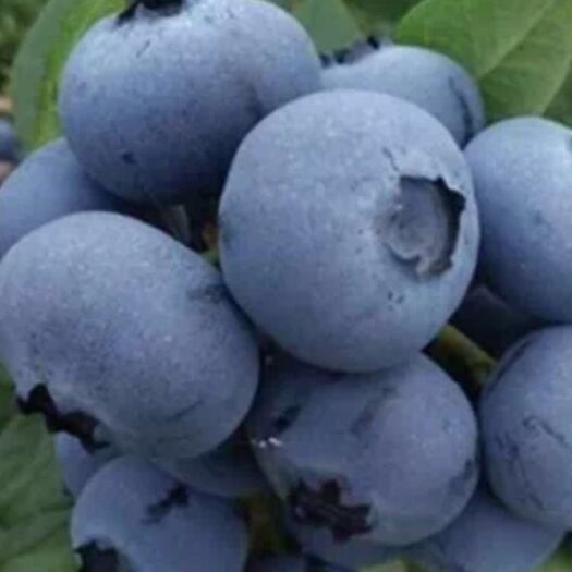  精品蓝莓 果粒均匀 果香浓郁 口感好