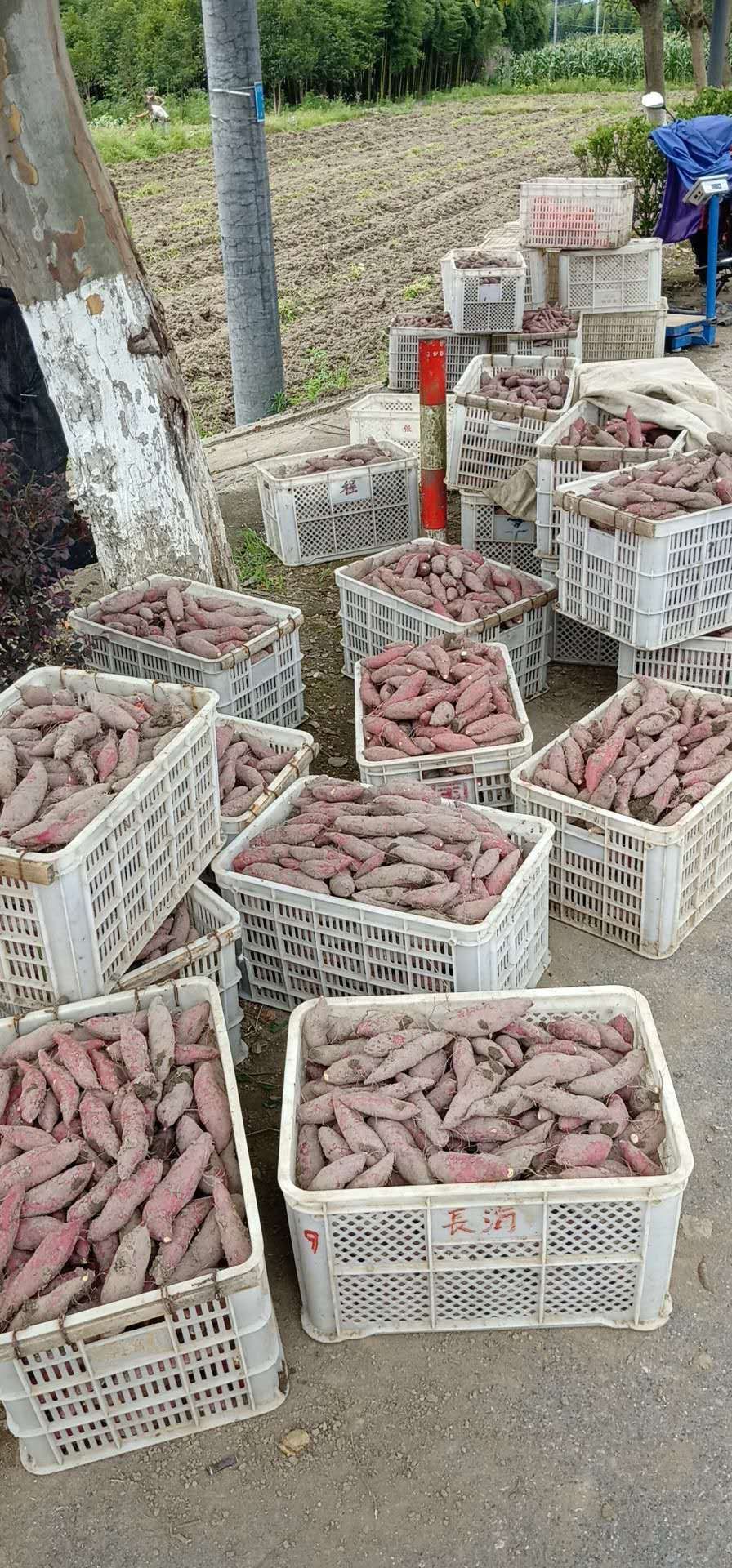 番薯 3两以下 红皮
