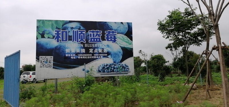 仪征市 朱夏时节，共享莓好生活 蓝莓鲜果，恋爱般的滋味