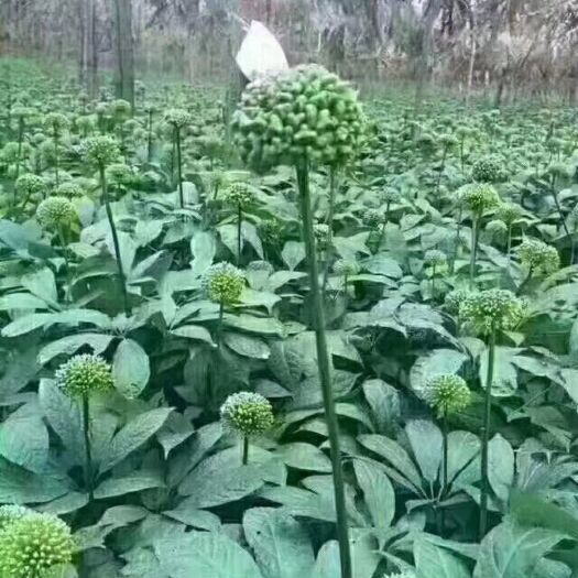 昆明三七花