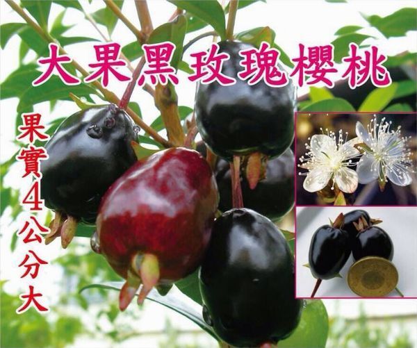 灵山县巴西樱桃苗 大果樱桃树苗巴西黑玫瑰大果樱桃庭院种植阳台盆盆栽