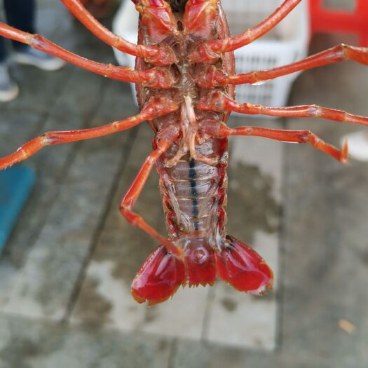潢川县 4-9钱小龙虾，质量优，价格低，规格硬，长期供货，欢迎联系