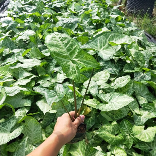 漳浦县绿精灵合果芋盆栽 合果芋 高20左右 福建漳州苗木基地