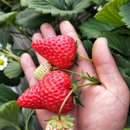 泰安隋珠草莓苗（赠送种植资料和技术）脱毒苗苗