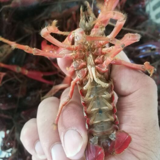 天门市 清水小龙虾，诚信经营