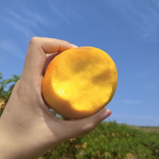 海阳市大连黄桃 大连黄油桃
口感酸甜脆