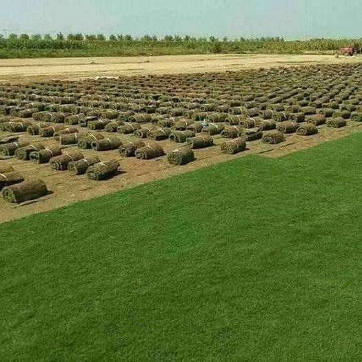 宜都市 精品矮生百慕大，果岭草，天堂草