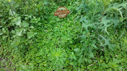 积雪草 深山老林雷公根