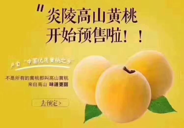 炎陵县炎陵黄桃 60mm以上 4两以上