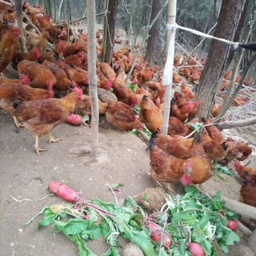 当阳市 出售散养吃粮食土鸡（三黄鸡，青脚麻）