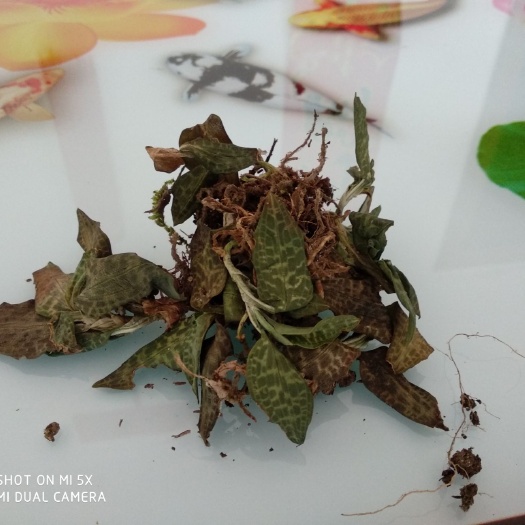杭州 金钱草
