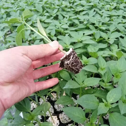 兰陵县 优质芜湖辣椒苗，线椒苗，质量可靠。