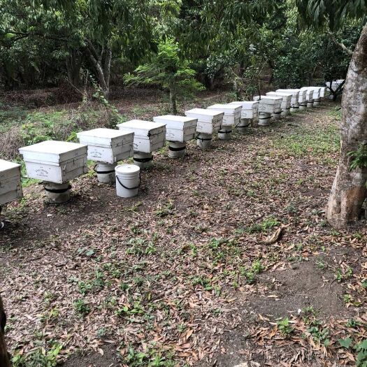 昆明 泰国🇹🇭龙眼蜂蜜一件代发