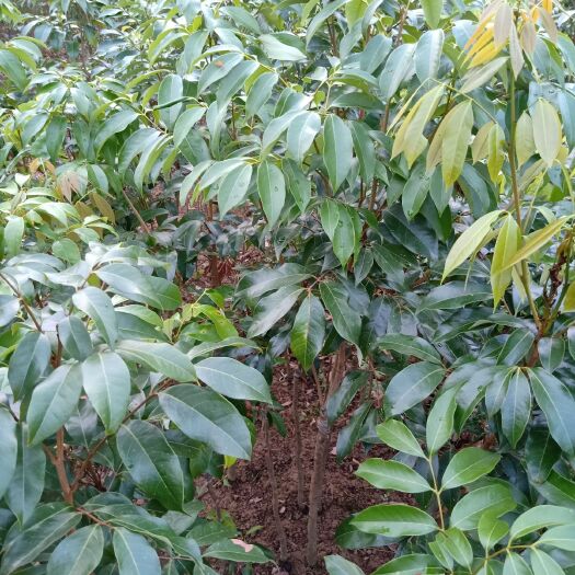 灵山县 三月红荔枝苗，荔枝最早熟品种，果甜甜带点点酸