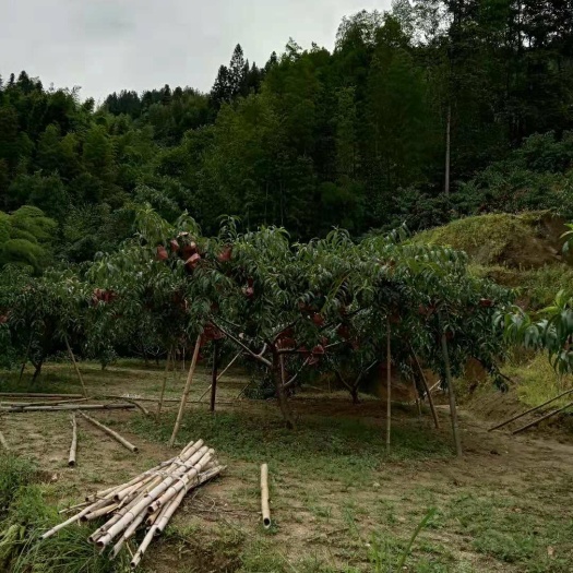 桂东县桂东高山黄桃预售