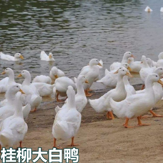 南宁 桂柳大白鸭苗