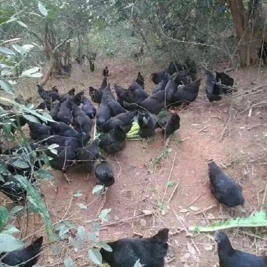 梓潼县 纯粮食放养绿壳鸡蛋