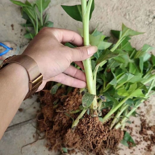 灵山县中蕉9号香蕉苗 香蕉王苗