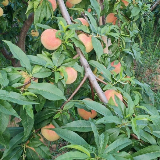 水蜜桃 水密桃