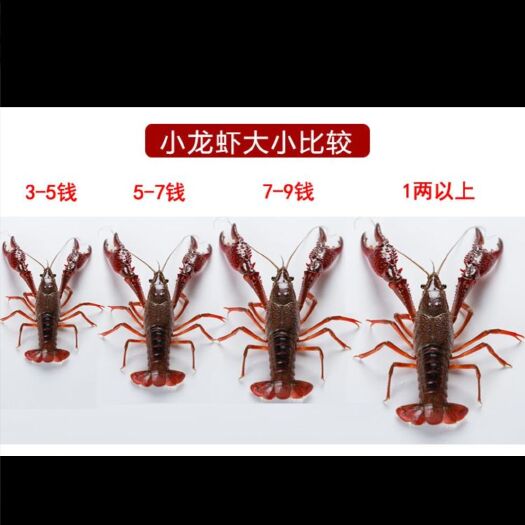宜宾 四川清水小龙虾