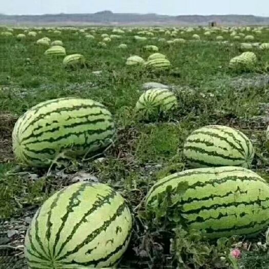 硒砂瓜 宁夏回族自治区中卫市沙坡头区 1茬