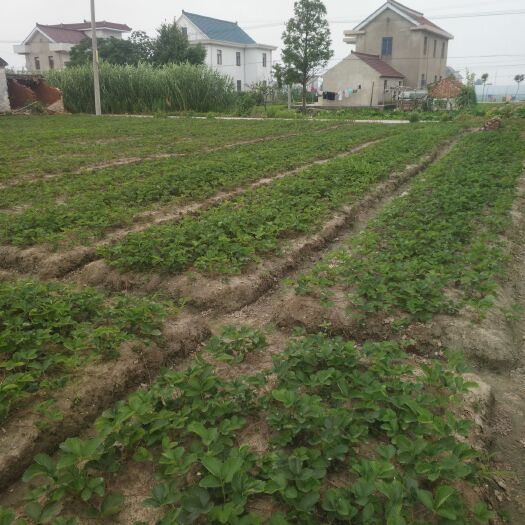 南通 优质红颜草莓苗
