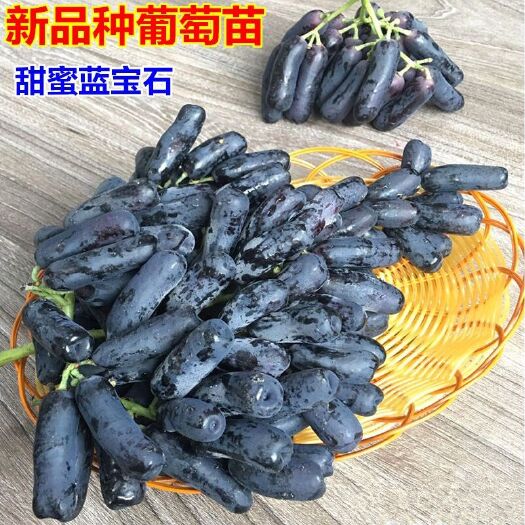 泰安 甜蜜蓝宝石葡萄苗无核香甜可口