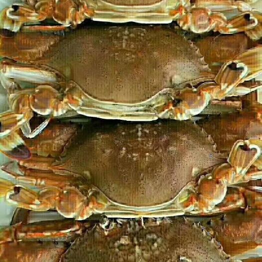 东山县远海梭子蟹  肉蟹，海捕蟹，海鲜，只只满膏，海产活的急速冷冻锁住鲜美