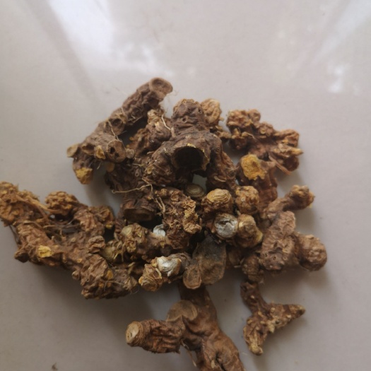 邯郸 优质无污染中药材射干