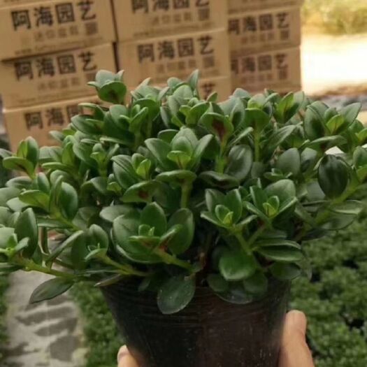 漳平市小宝宝金鱼草 金鱼花
