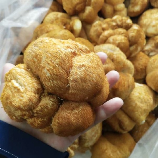 海林市干猴头菇  中国猴头菇之乡 高品质大个猴头菇 产地直销