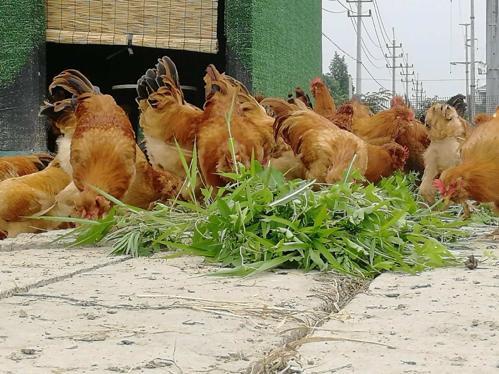 全散养北京油鸡宫廷鸡,饲料自配无抗无药,可视频直播