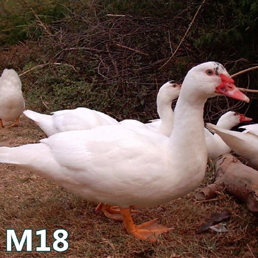 南宁 M18鸭苗