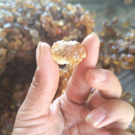 枣阳市食用桃胶 我自己亲手在桃树上摘下来的，桃园有500亩，真货。