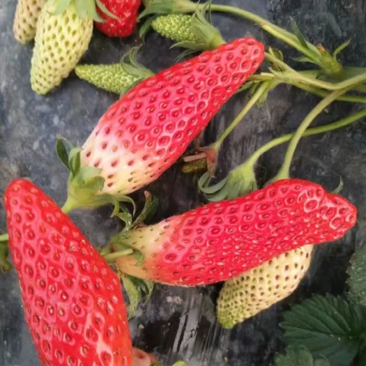 泰安 香蕉草莓苗（一级苗赠送种植资料和技术）