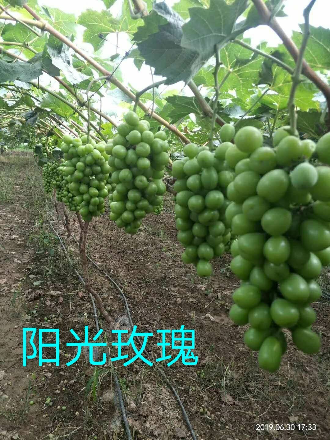 阳光玫瑰 2- 2.5斤 5%以下 1次果