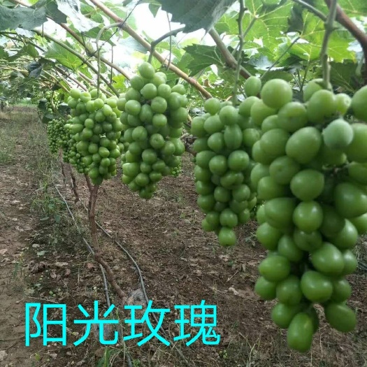 南阳阳光玫瑰 1.5- 2斤 5%以下 1次果