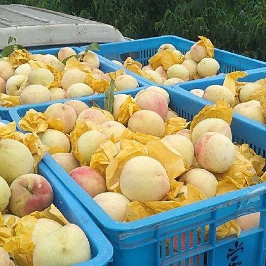 嵊州市玉露桃 湖景玉露