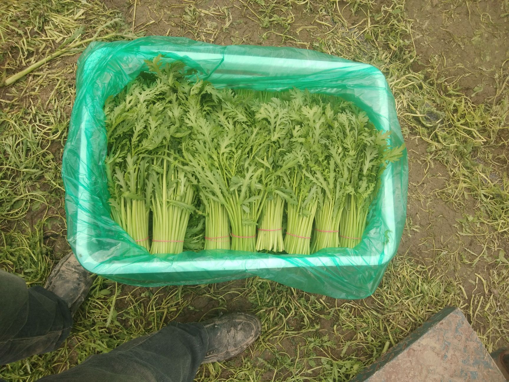 光杆茼蒿 30 ~35cm