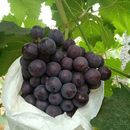 邯郸 夏黑葡萄