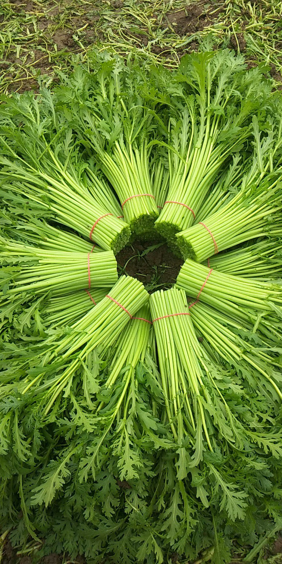 光杆茼蒿 30 ~35cm