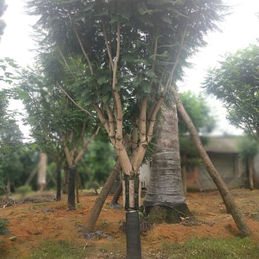 青神县 蓝花楹
