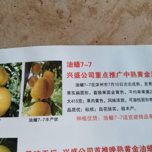 聊城果园 桃园