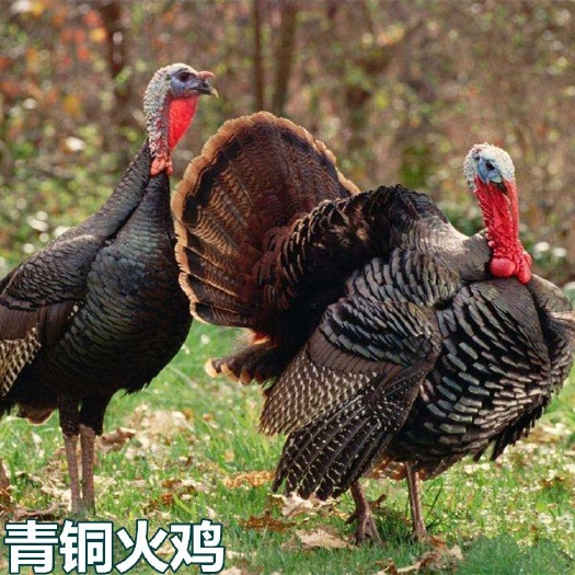 南宁 青铜火鸡苗