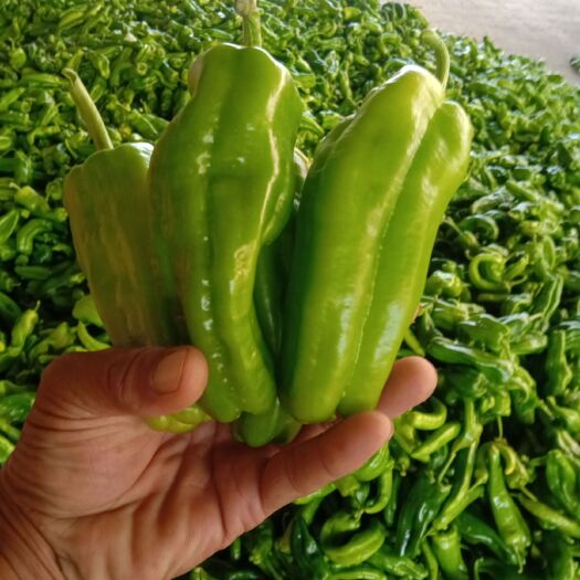 新野县301青泡椒 一手货源无虫精品欢迎光临选购