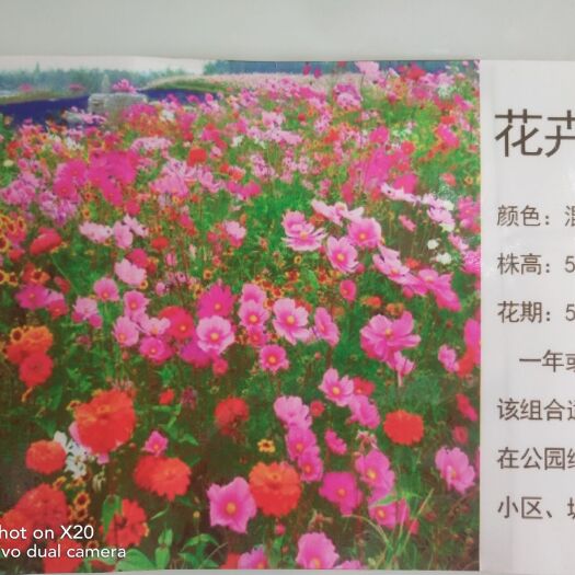 常州野花组合种子