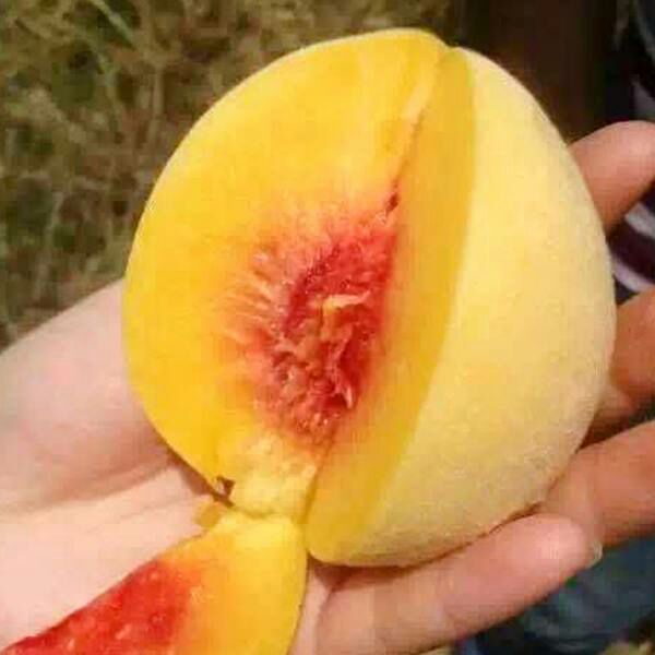  这个夏天我最想吃的炎陵黄桃